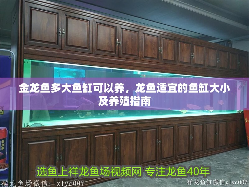 金龍魚多大魚缸可以養，龍魚適宜的魚缸大小及養殖指南