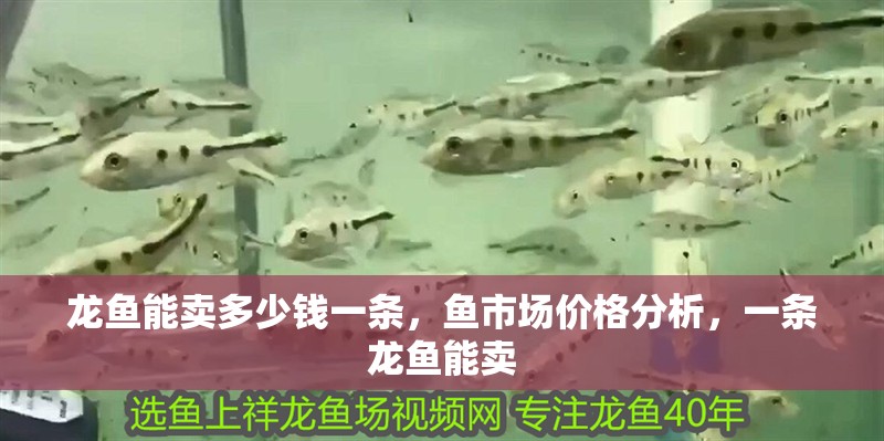 龍魚能賣多少錢一條，魚市場價格分析，一條龍魚能賣
