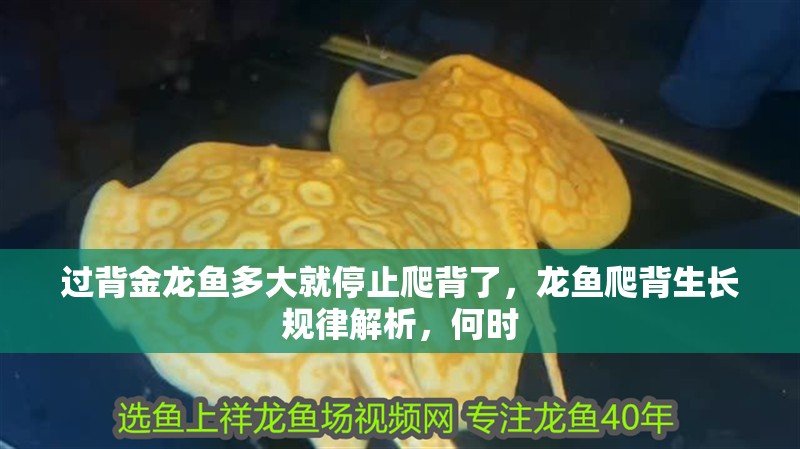 過背金龍魚多大就停止爬背了，龍魚爬背生長規律解析，何時