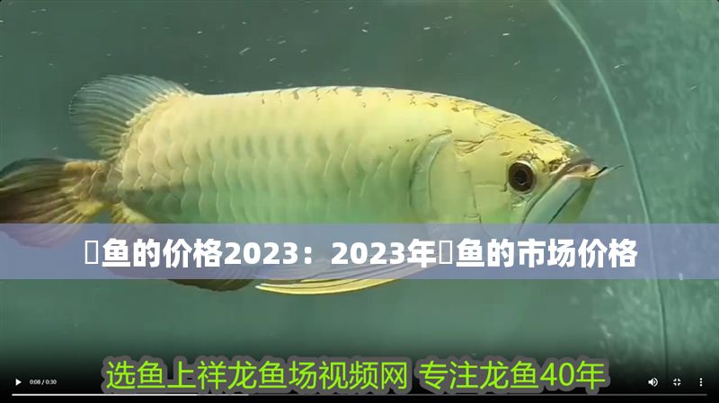 魟魚的價格2023：2023年魟魚的市場價格