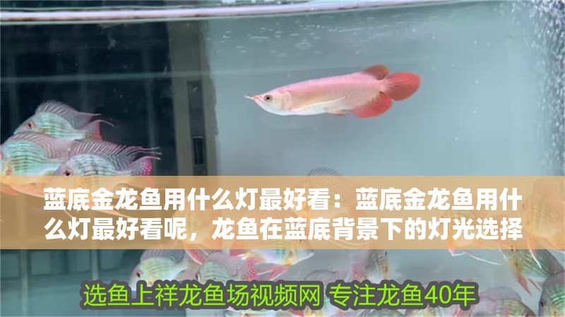 藍底金龍魚用什么燈最好看：藍底金龍魚用什么燈最好看呢，龍魚在藍底背景下的燈光選擇