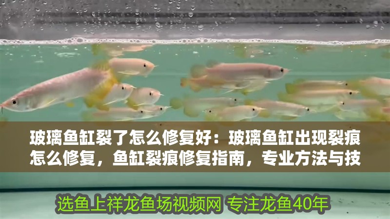 玻璃魚缸裂了怎么修復好：玻璃魚缸出現裂痕怎么修復，魚缸裂痕修復指南，專業方法與技巧