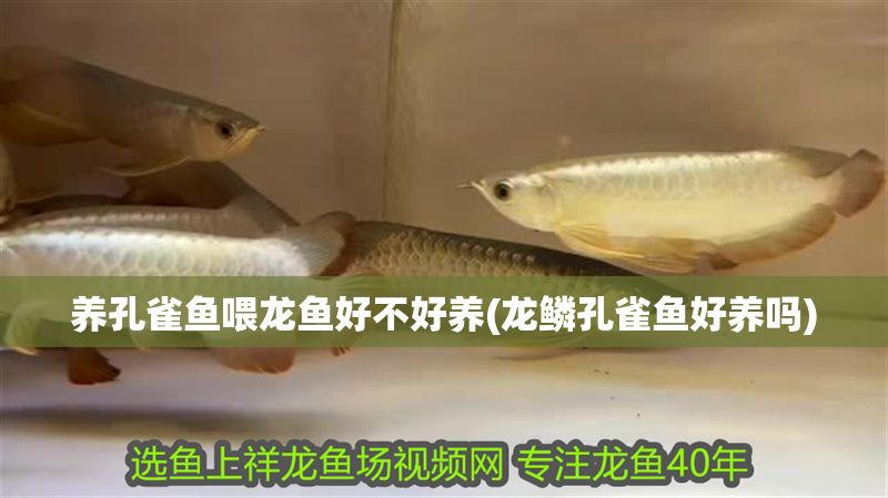 養孔雀魚喂龍魚好不好養(龍鱗孔雀魚好養嗎)