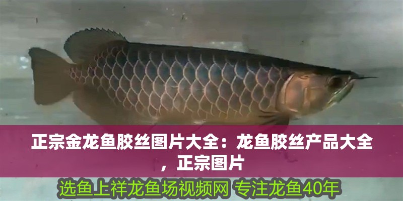 正宗金龍魚膠絲圖片大全：龍魚膠絲產品大全，正宗圖片