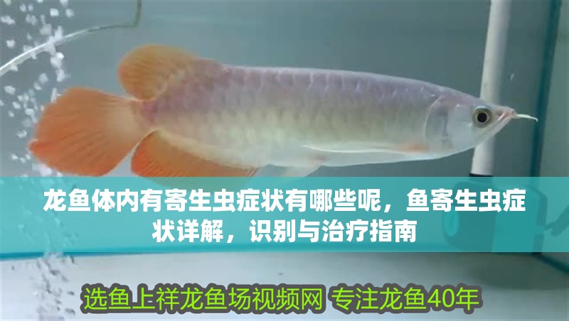 龍魚體內有寄生蟲癥狀有哪些呢，魚寄生蟲癥狀詳解，識別與治療指南