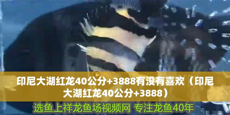 印尼大湖紅龍40公分+3888有沒(méi)有喜歡（印尼大湖紅龍40公分+3888）
