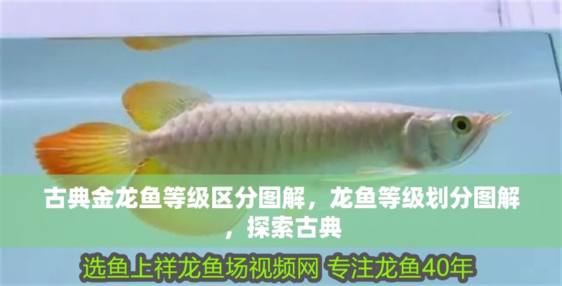 古典金龍魚等級區(qū)分圖解，龍魚等級劃分圖解，探索古典