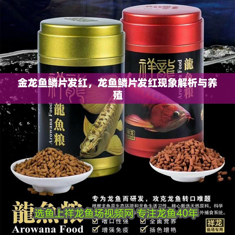 金龍魚鱗片發紅，龍魚鱗片發紅現象解析與養殖