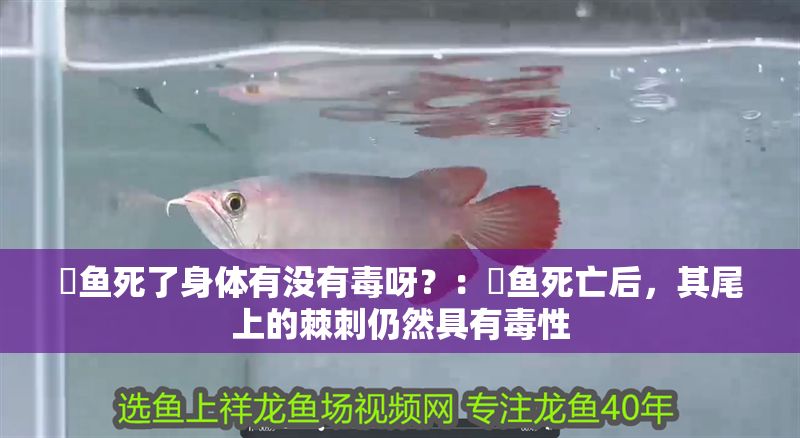 魟魚死了身體有沒(méi)有毒呀？：魟魚死亡后，其尾上的棘刺仍然具有毒性