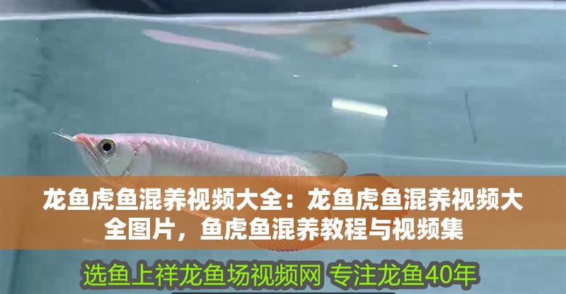 龍魚虎魚混養(yǎng)視頻大全：龍魚虎魚混養(yǎng)視頻大全圖片，魚虎魚混養(yǎng)教程與視頻集