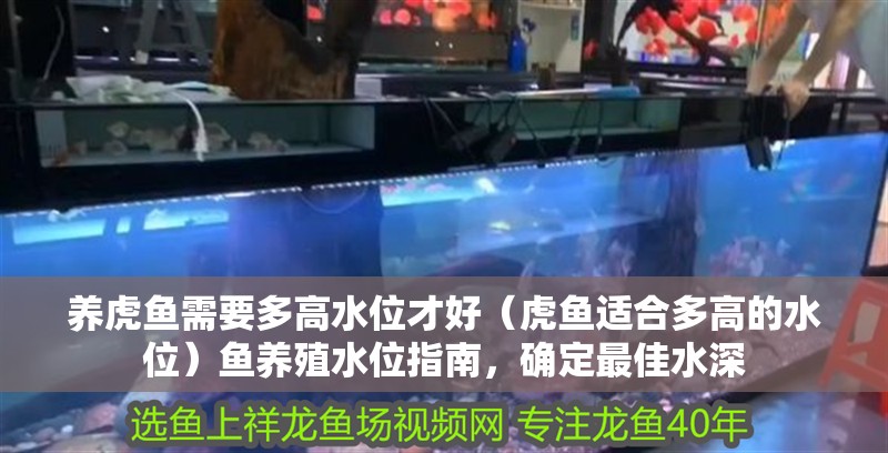 養虎魚需要多高水位才好（虎魚適合多高的水位）魚養殖水位指南，確定最佳水深