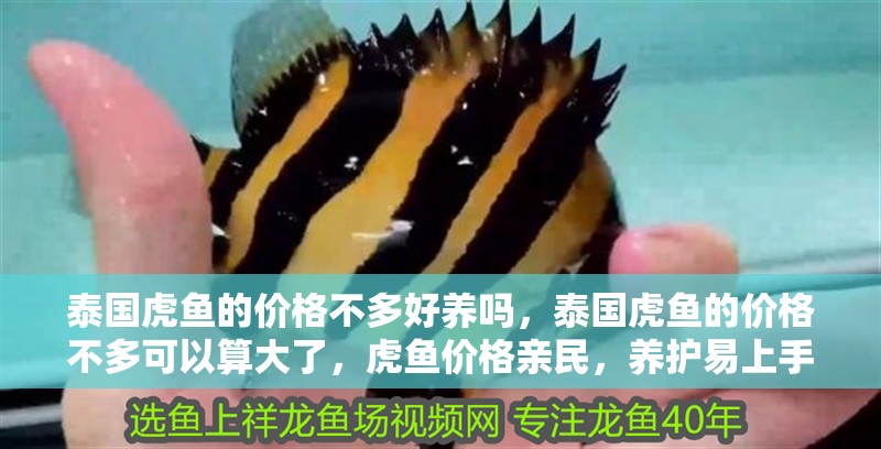 泰國(guó)虎魚(yú)的價(jià)格不多好養(yǎng)嗎，泰國(guó)虎魚(yú)的價(jià)格不多可以算大了，虎魚(yú)價(jià)格親民，養(yǎng)護(hù)易上手，探索泰國(guó)虎魚(yú)