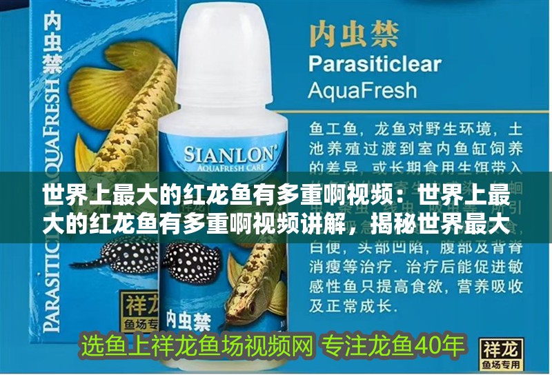 世界上最大的紅龍魚有多重啊視頻：世界上最大的紅龍魚有多重啊視頻講解，揭秘世界最大紅龍魚的驚人體重，視頻深度解析