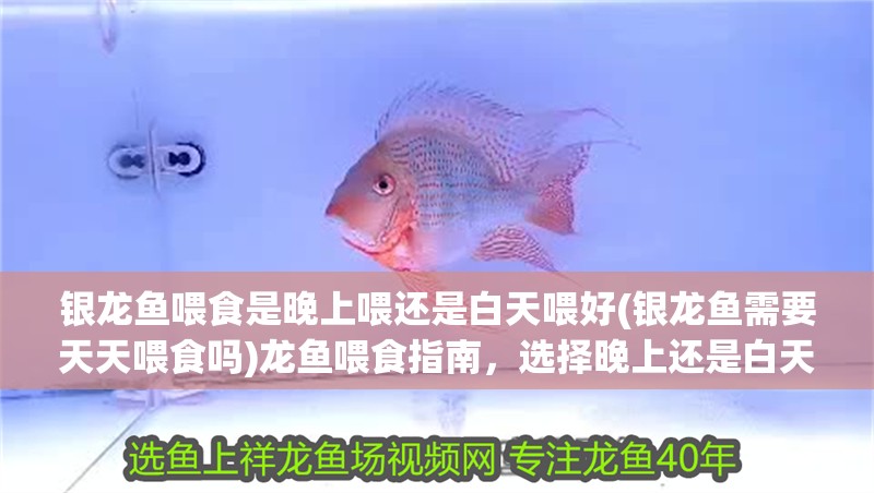 銀龍魚喂食是晚上喂還是白天喂好(銀龍魚需要天天喂食嗎)龍魚喂食指南，選擇晚上還是白天，以及是否需要天天喂食