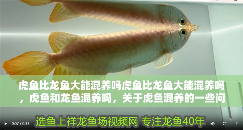 虎魚比龍魚大能混養嗎虎魚比龍魚大能混養嗎，虎魚和龍魚混養嗎，關于虎魚混養的一些問題，魚與龍魚混