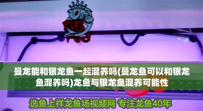 曼龍能和銀龍魚一起混養(yǎng)嗎(曼龍魚可以和銀龍魚混養(yǎng)嗎)龍魚與銀龍魚混養(yǎng)可能性