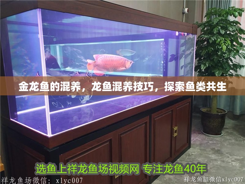 金龍魚的混養，龍魚混養技巧，探索魚類共生