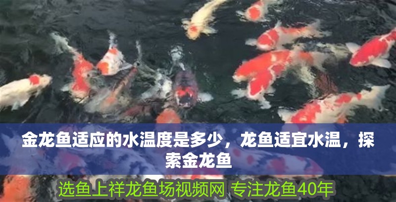 金龍魚(yú)適應(yīng)的水溫度是多少，龍魚(yú)適宜水溫，探索金龍魚(yú)