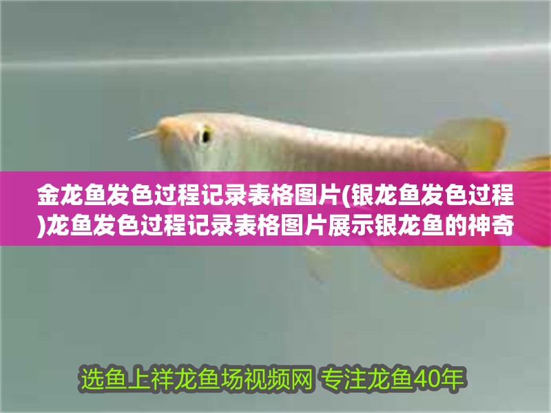 金龍魚發色過程記錄表格圖片(銀龍魚發色過程)龍魚發色過程記錄表格圖片展示銀龍魚的神奇