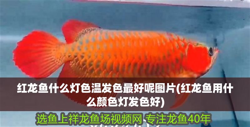 紅龍魚什么燈色溫發色最好呢圖片(紅龍魚用什么顏色燈發色好)