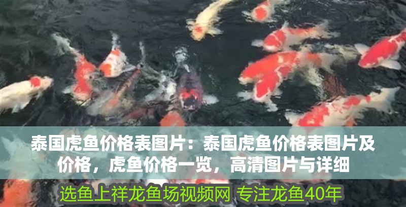 泰國虎魚價(jià)格表圖片：泰國虎魚價(jià)格表圖片及價(jià)格，虎魚價(jià)格一覽，高清圖片與詳細(xì)