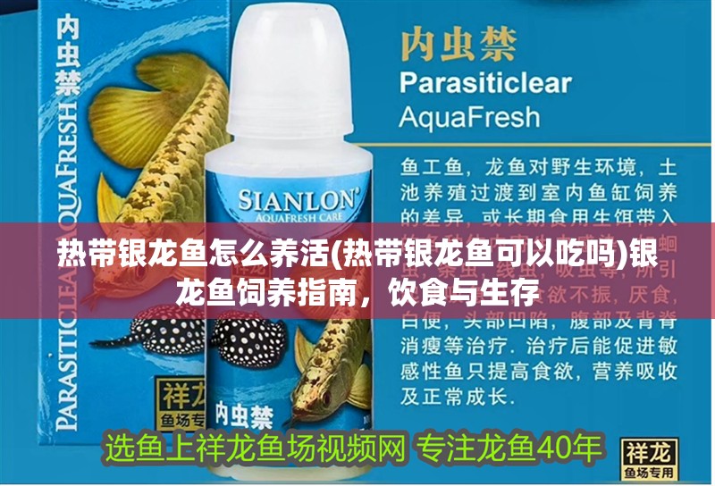 熱帶銀龍魚(yú)怎么養(yǎng)活(熱帶銀龍魚(yú)可以吃嗎)銀龍魚(yú)飼養(yǎng)指南，飲食與生存