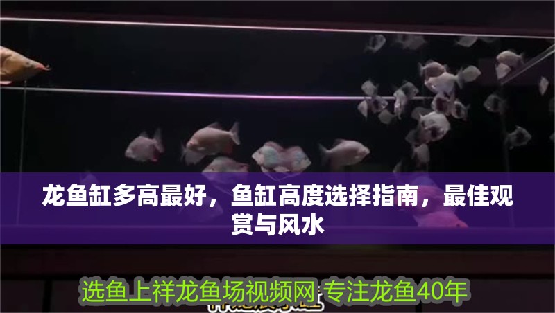 龍魚缸多高最好，魚缸高度選擇指南，最佳觀賞與風(fēng)水