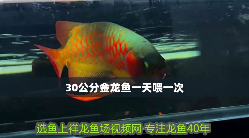 30公分金龍魚(yú)一天喂一次