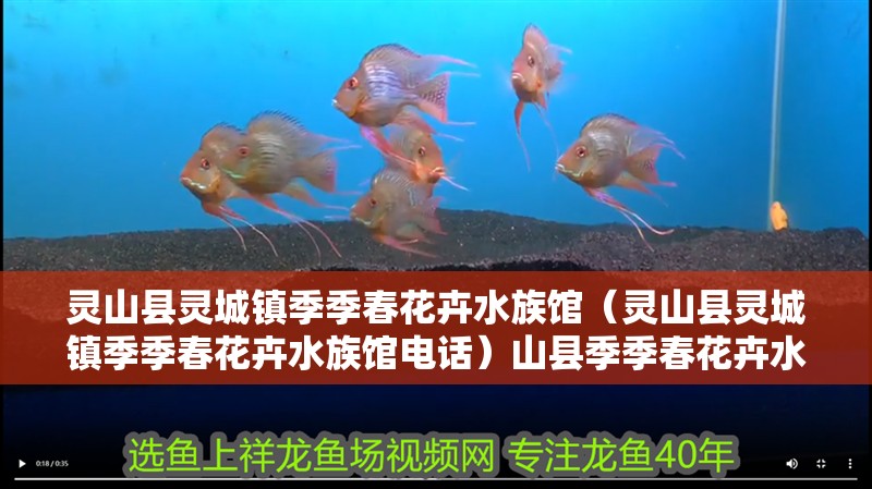 靈山縣靈城鎮季季春花卉水族館（靈山縣靈城鎮季季春花卉水族館電話）山縣季季春花卉水族館，探索自然之美，體驗水生植物的奇妙世界