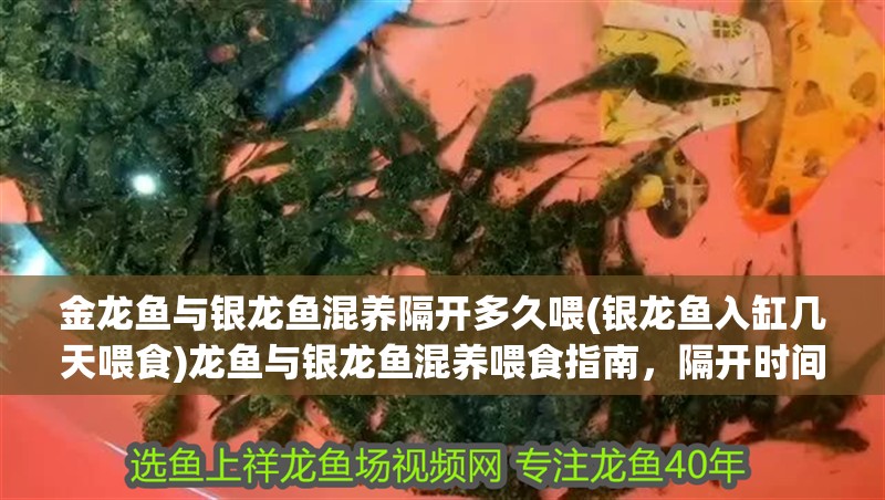 金龍魚與銀龍魚混養(yǎng)隔開多久喂(銀龍魚入缸幾天喂食)龍魚與銀龍魚混養(yǎng)喂食指南，隔開時(shí)間