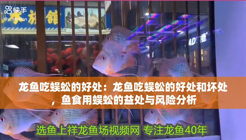 龍魚吃蜈蚣的好處：龍魚吃蜈蚣的好處和壞處，魚食用蜈蚣的益處與風險分析