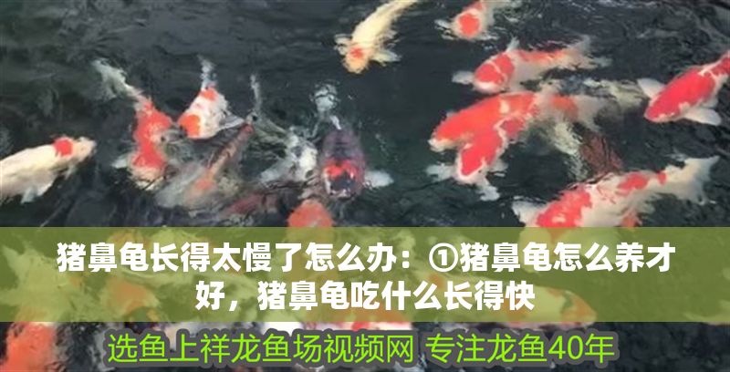 豬鼻龜長得太慢了怎么辦：①豬鼻龜怎么養(yǎng)才好，豬鼻龜吃什么長得快
