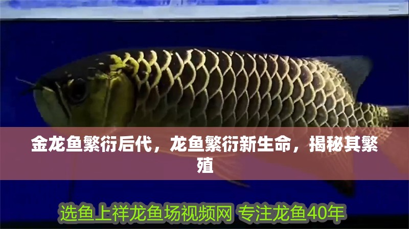 金龍魚繁衍后代，龍魚繁衍新生命，揭秘其繁殖