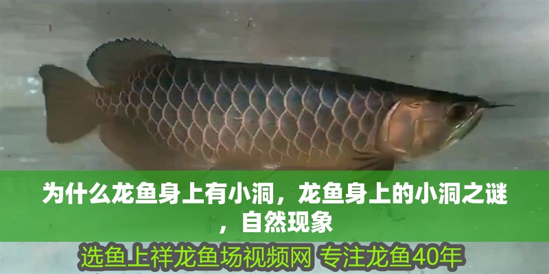 為什么龍魚身上有小洞，龍魚身上的小洞之謎，自然現象
