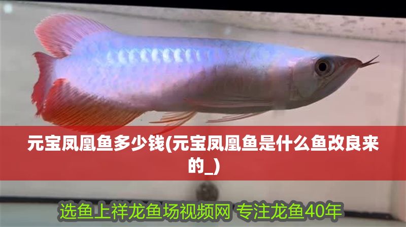 元寶鳳凰魚多少錢(元寶鳳凰魚是什么魚改良來的_)