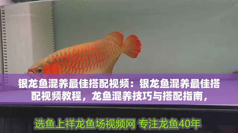 銀龍魚混養最佳搭配視頻：銀龍魚混養最佳搭配視頻教程，龍魚混養技巧與搭配指南， 銀龍魚混養最佳搭配視頻：銀龍魚混養最佳搭配視頻教程，龍魚混養技巧與搭配指南， 水族問答