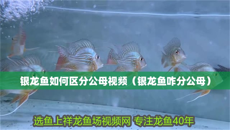 銀龍魚如何區(qū)分公母視頻（銀龍魚咋分公母）