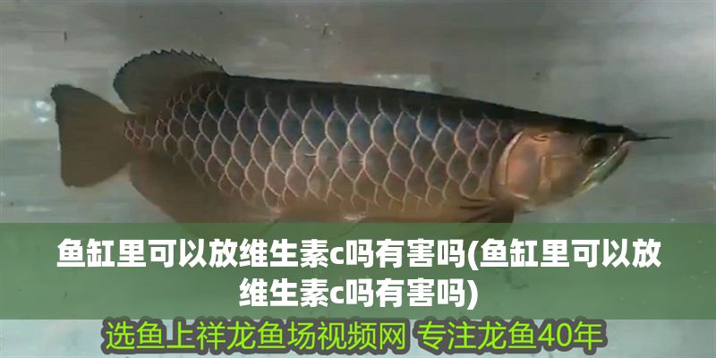 魚缸里可以放維生素c嗎有害嗎(魚缸里可以放維生素c嗎有害嗎)