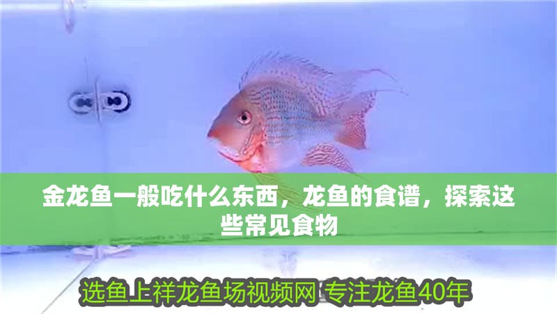 金龍魚一般吃什么東西，龍魚的食譜，探索這些常見食物