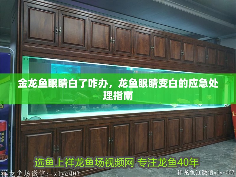 金龍魚眼睛白了咋辦，龍魚眼睛變白的應(yīng)急處理指南