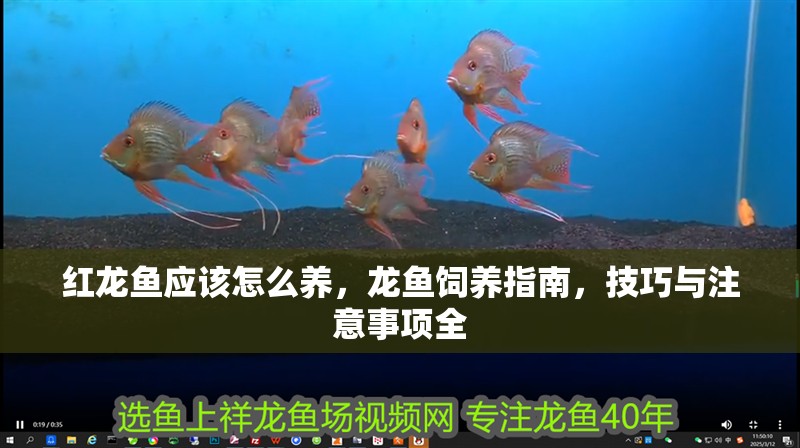 紅龍魚應該怎么養，龍魚飼養指南，技巧與注意事項全