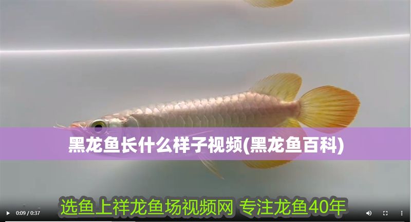 黑龍魚長什么樣子視頻(黑龍魚百科)