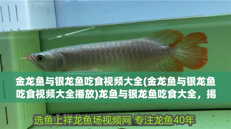 金龍魚與銀龍魚吃食視頻大全(金龍魚與銀龍魚吃食視頻大全播放)龍魚與銀龍魚吃食大全，揭秘兩種魚類的