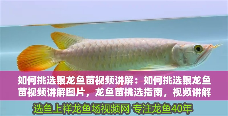 如何挑選銀龍魚苗視頻講解：如何挑選銀龍魚苗視頻講解圖片，龍魚苗挑選指南，視頻講解與