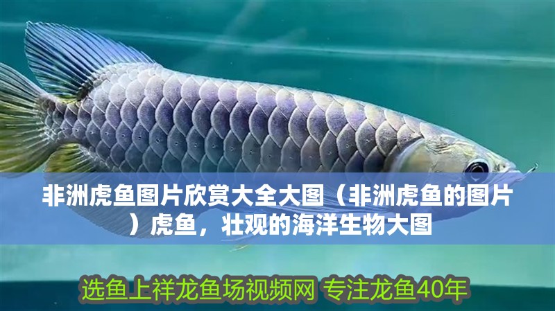 非洲虎魚(yú)圖片欣賞大全大圖（非洲虎魚(yú)的圖片）虎魚(yú)，壯觀的海洋生物大圖