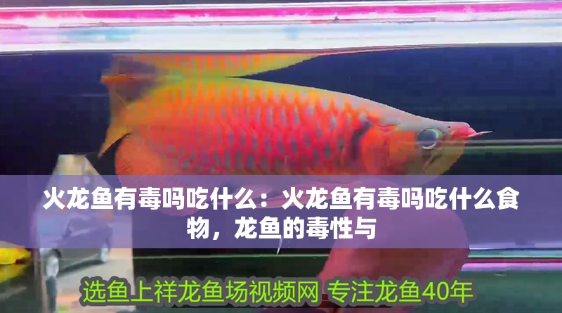 火龍魚有毒嗎吃什么：火龍魚有毒嗎吃什么食物，龍魚的毒性與 火龍魚有毒嗎吃什么：火龍魚有毒嗎吃什么食物，龍魚的毒性與 水族問答