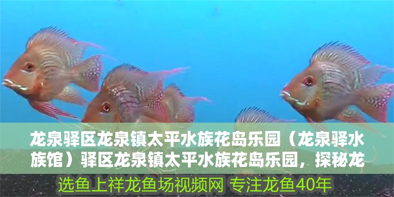 龍泉驛區龍泉鎮太平水族花島樂園（龍泉驛水族館）驛區龍泉鎮太平水族花島樂園，探秘龍泉驛水族館的奇妙