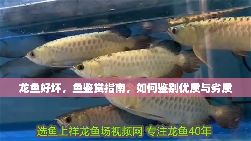 龍魚好壞，魚鑒賞指南，如何鑒別優質與劣質