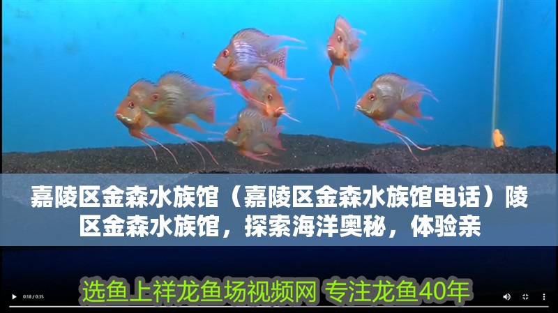 嘉陵區金森水族館（嘉陵區金森水族館電話）陵區金森水族館，探索海洋奧秘，體驗親