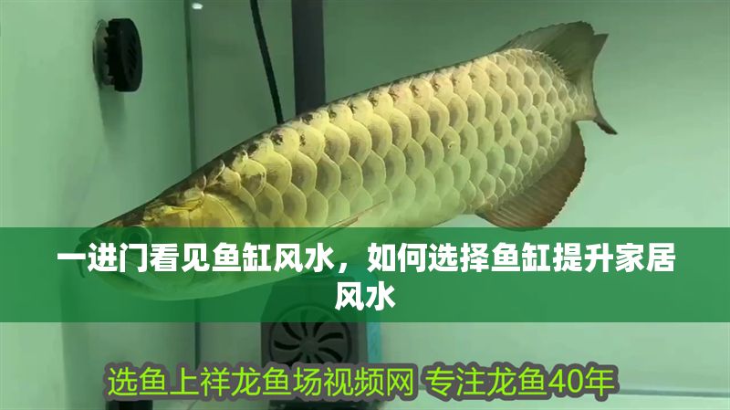 一進(jìn)門看見魚缸風(fēng)水，如何選擇魚缸提升家居風(fēng)水
